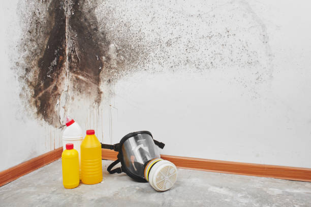 Best Attic Mold Remediation in Old Stine, CA