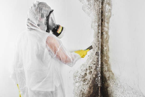 Best Bathroom Mold Remediation in Old Stine, CA
