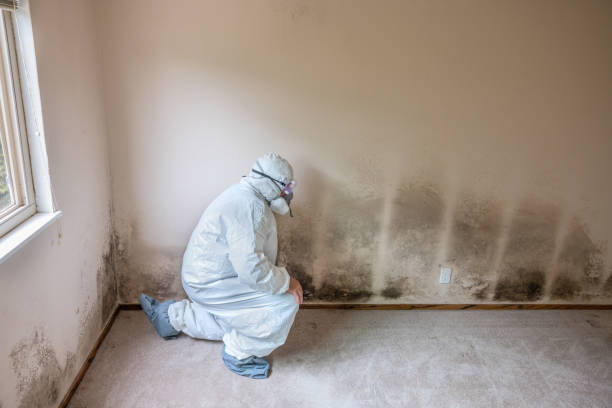 Best Residential Mold Remediation in Old Stine, CA
